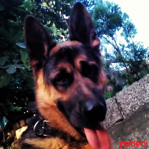Alman Çoban Köpeği, Köpek  Rüzgar fotoğrafı