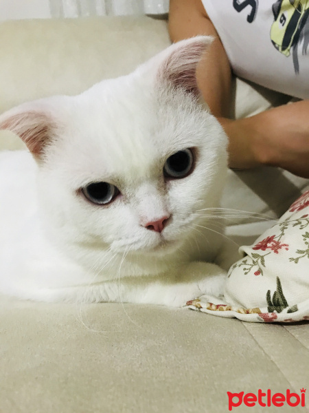 Scottish Fold, Kedi  Suşi fotoğrafı