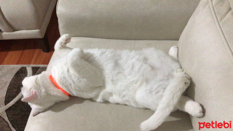 Scottish Fold, Kedi  Suşi fotoğrafı