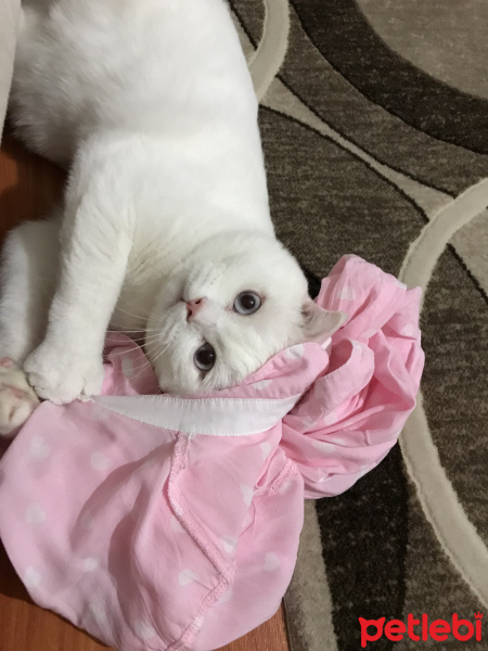 Scottish Fold, Kedi  Suşi fotoğrafı