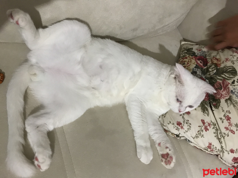 Scottish Fold, Kedi  Suşi fotoğrafı