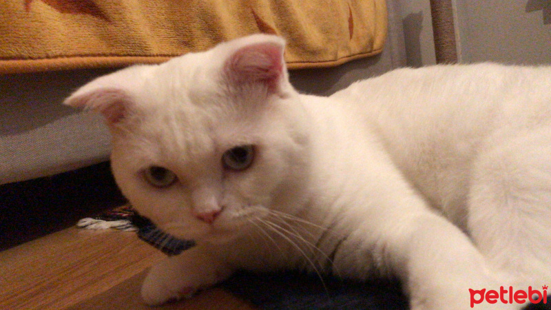 Scottish Fold, Kedi  Suşi fotoğrafı
