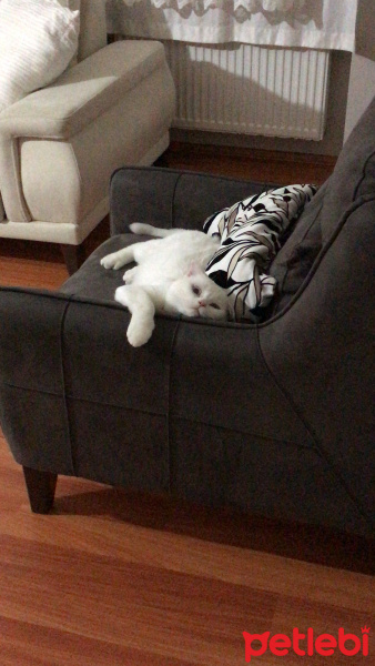 Scottish Fold, Kedi  Suşi fotoğrafı