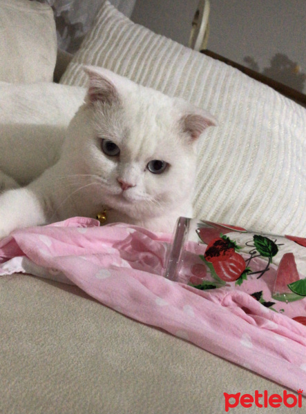 Scottish Fold, Kedi  Suşi fotoğrafı