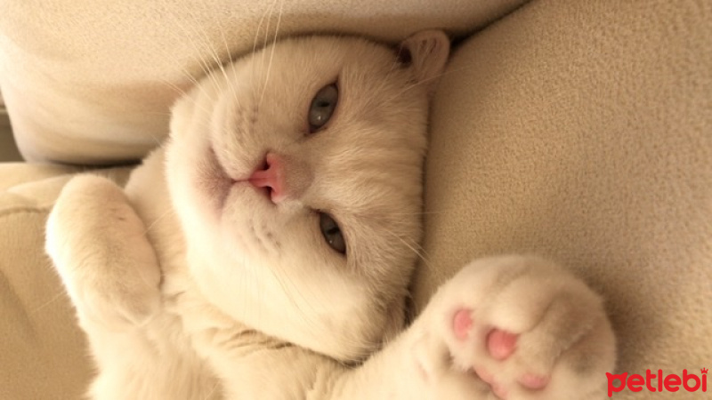Scottish Fold, Kedi  Suşi fotoğrafı
