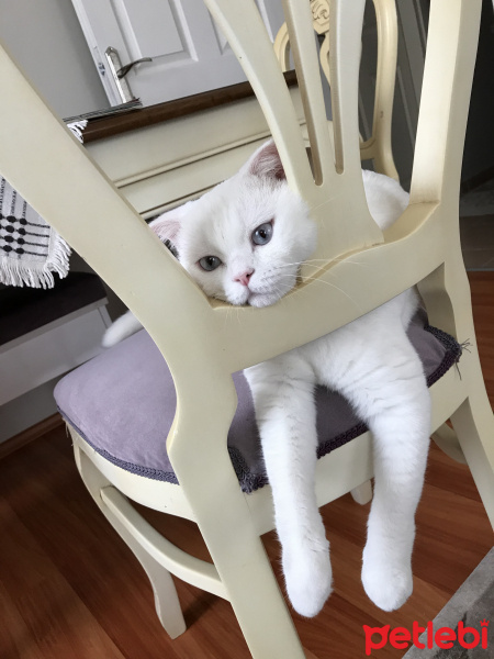 Scottish Fold, Kedi  Suşi fotoğrafı