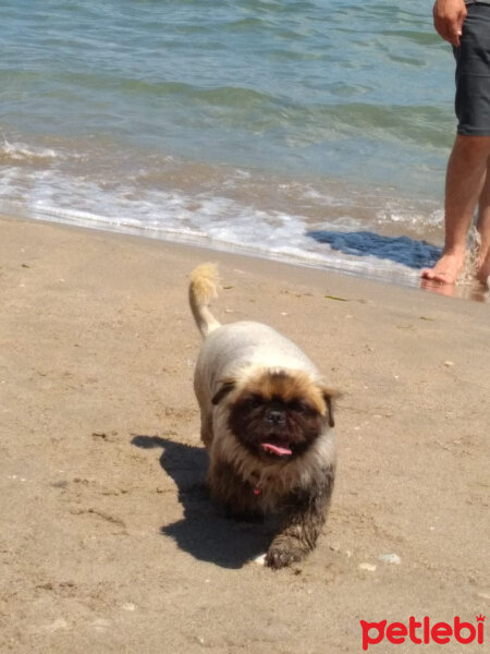 Pekingese, Köpek  Puki fotoğrafı