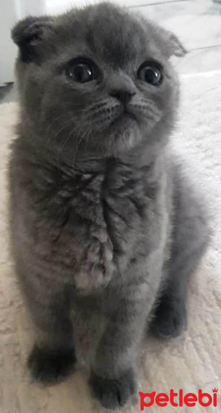 Scottish Fold, Kedi  Luna fotoğrafı