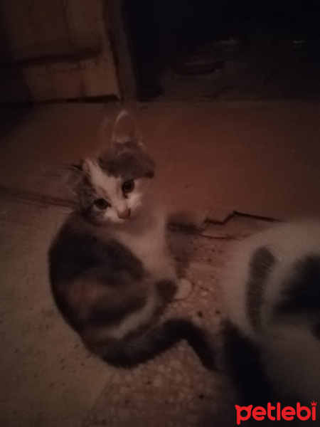 Tekir Kedi, Kedi  Mars pamuk fistik fotoğrafı