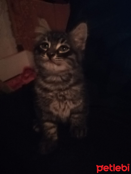 Tekir Kedi, Kedi  Mars pamuk fistik fotoğrafı