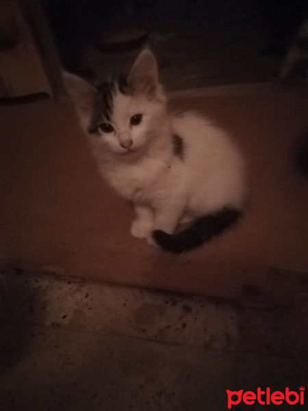Tekir Kedi, Kedi  Mars pamuk fistik fotoğrafı