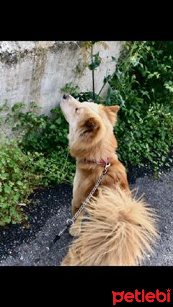 Akita İnu, Köpek  Şampuan fotoğrafı