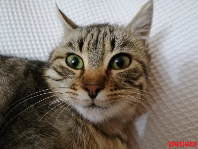 Tekir Kedi, Kedi  Boncuk fotoğrafı