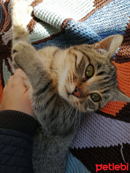 Tekir Kedi, Kedi  Boncuk fotoğrafı