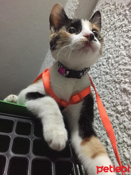 Tekir Kedi, Kedi  bal fotoğrafı