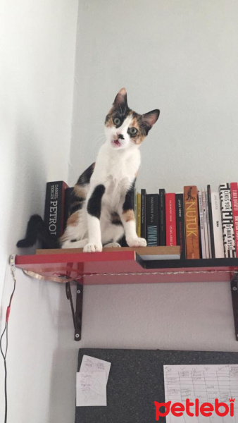 Tekir Kedi, Kedi  bal fotoğrafı