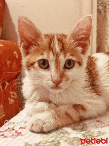 Sarman, Kedi  Ceku Balım fotoğrafı
