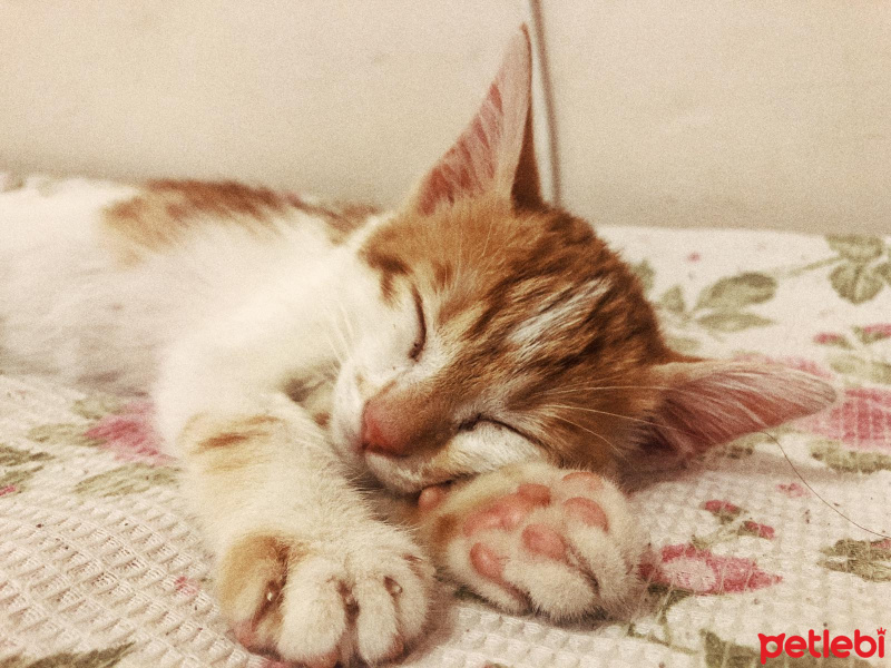 Sarman, Kedi  Ceku Balım fotoğrafı