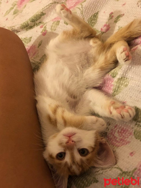 Sarman, Kedi  Ceku Balım fotoğrafı