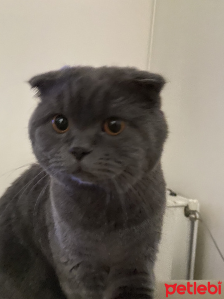 Scottish Fold, Kedi  Luna fotoğrafı