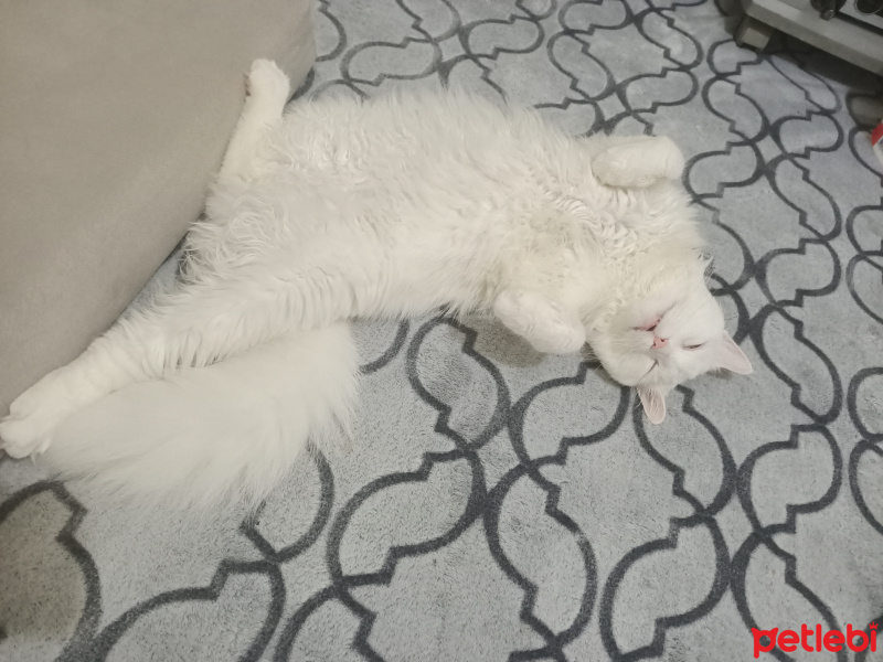 Chinchilla, Kedi  Kuzey fotoğrafı
