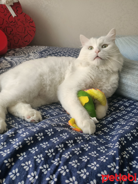 Chinchilla, Kedi  Kuzey fotoğrafı