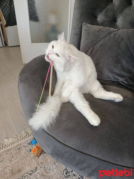 Chinchilla, Kedi  Kuzey fotoğrafı