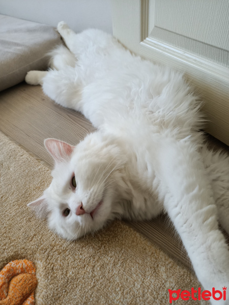 Chinchilla, Kedi  Kuzey fotoğrafı