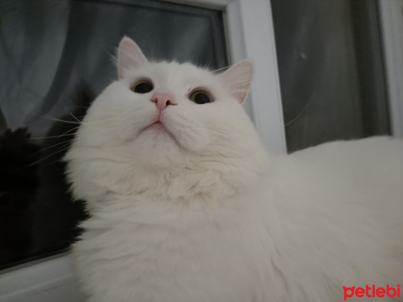 Chinchilla, Kedi  Kuzey fotoğrafı