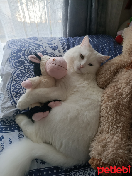 Chinchilla, Kedi  Kuzey fotoğrafı