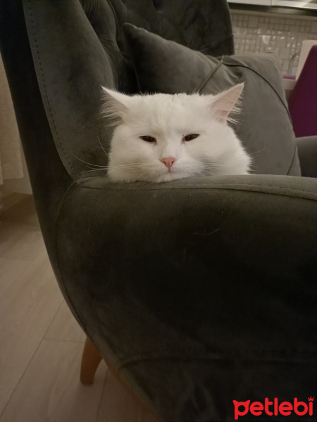 Chinchilla, Kedi  Kuzey fotoğrafı