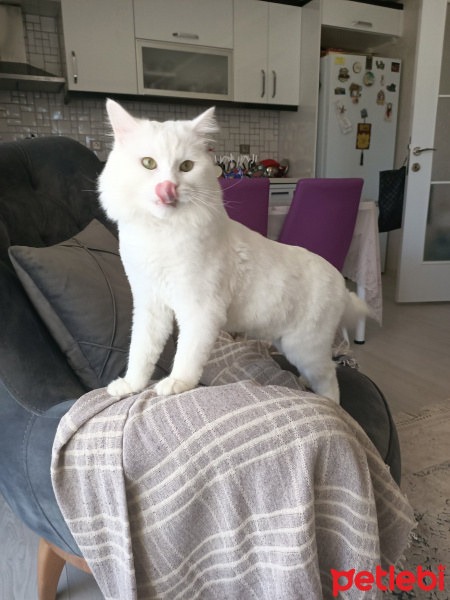 Chinchilla, Kedi  Kuzey fotoğrafı