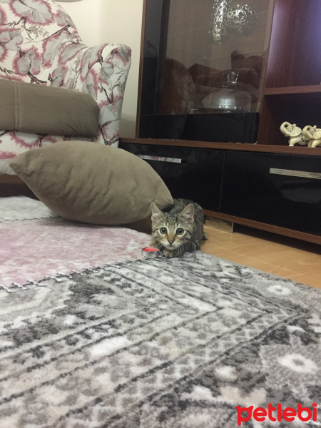 Tekir Kedi, Kedi  burgaz fotoğrafı