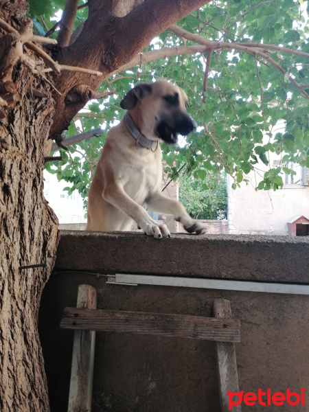 Sokö (Sokak Köpeği), Köpek  Badem fotoğrafı