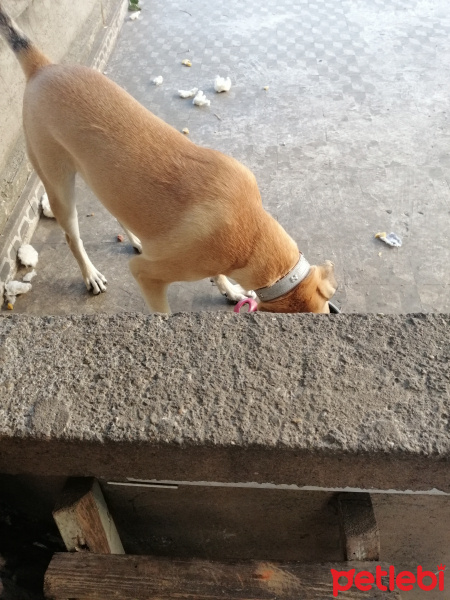 Sokö (Sokak Köpeği), Köpek  Badem fotoğrafı