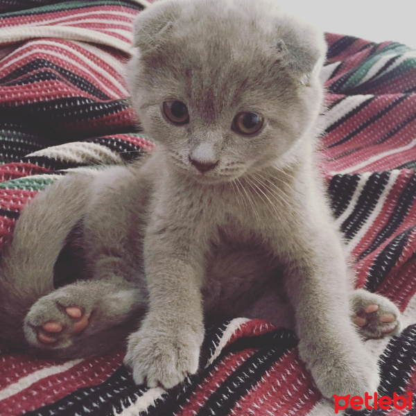 Scottish Fold, Kedi  Duman fotoğrafı
