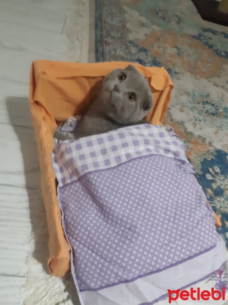 Scottish Fold, Kedi  Duman fotoğrafı