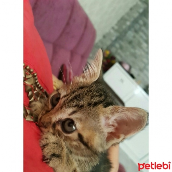 Tekir Kedi, Kedi  Tarçın  fotoğrafı