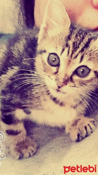 Tekir Kedi, Kedi  Tarçın  fotoğrafı
