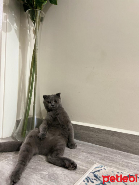 Scottish Fold, Kedi  Alpin fotoğrafı