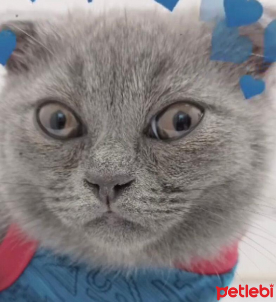 Scottish Fold, Kedi  Alpin fotoğrafı