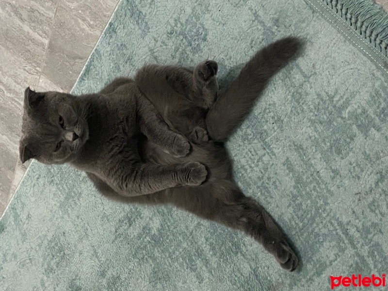 Scottish Fold, Kedi  Alpin fotoğrafı