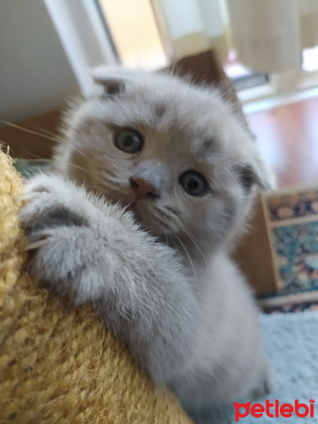 Scottish Fold, Kedi  Toraman fotoğrafı