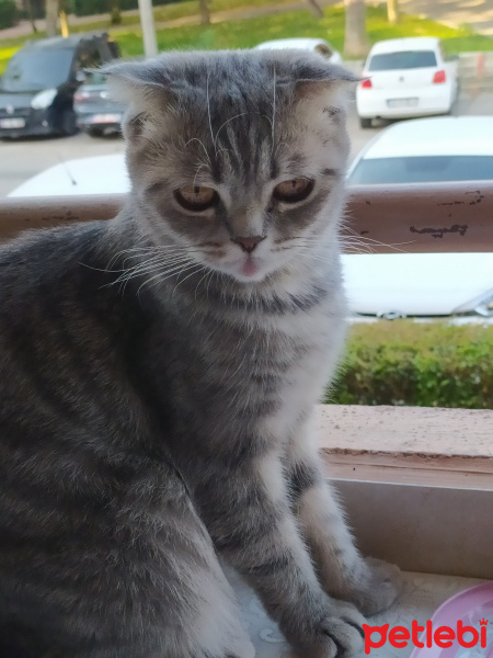 Scottish Fold, Kedi  Ayşegül fotoğrafı