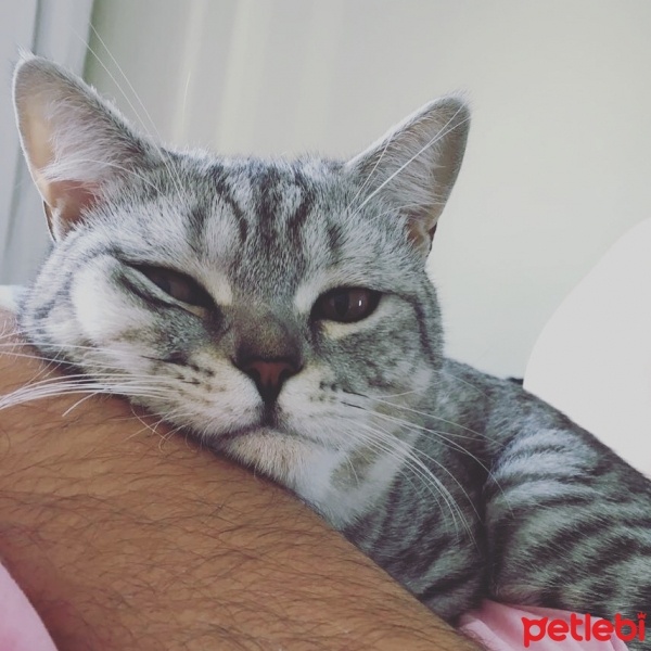 British Shorthair, Kedi  Berlin fotoğrafı