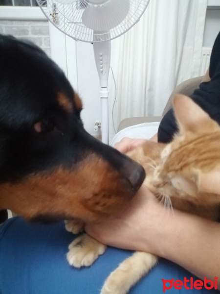 Rottweiler, Köpek  Lisa fotoğrafı