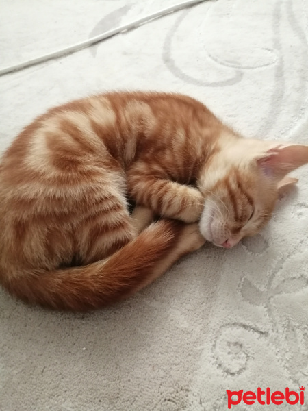 Sarman, Kedi  Tarçın fotoğrafı