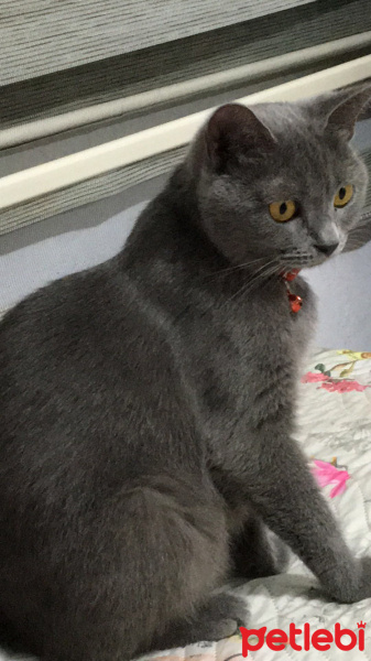 British Shorthair, Kedi  Gipsy fotoğrafı