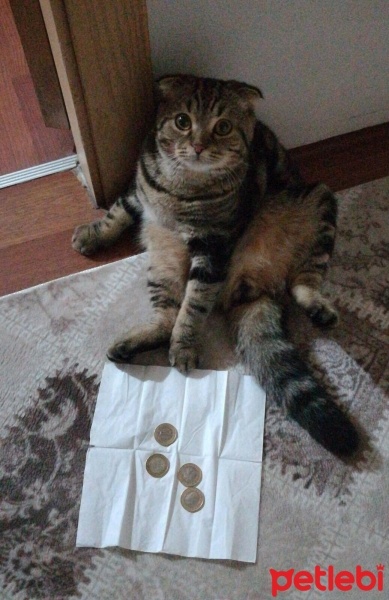 Scottish Fold, Kedi  Ćaki fotoğrafı
