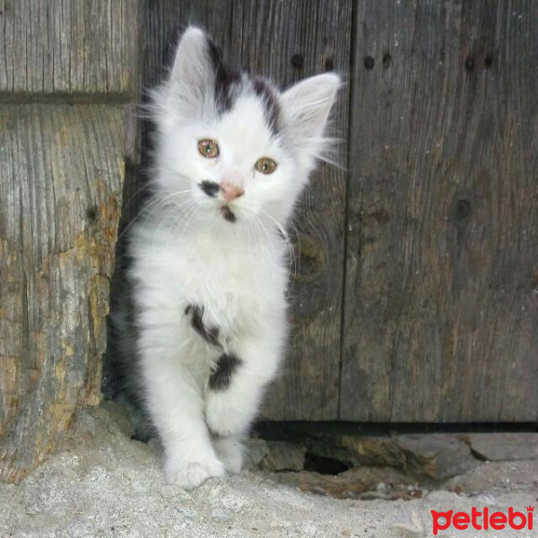 Tekir Kedi, Kedi  Prenses fotoğrafı